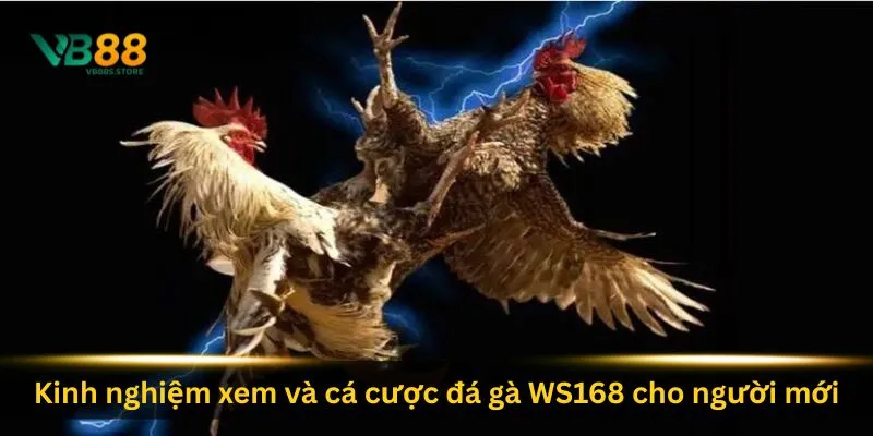 kinh-nghiem-xem-va-ca-cuoc-da-ga-ws168-cho-nguoi-moi